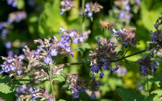 close up of small purple flowers with a bee flying near one bloom